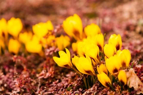 Yellow crocus Stock Photos