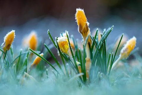 Yellow crocus Фото