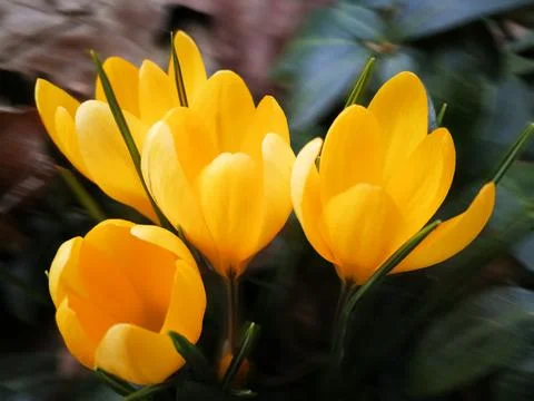 Yellow crocus on the roadside Stock Photos