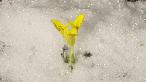 Yellow crocus in the snow Stock Footage 221383177