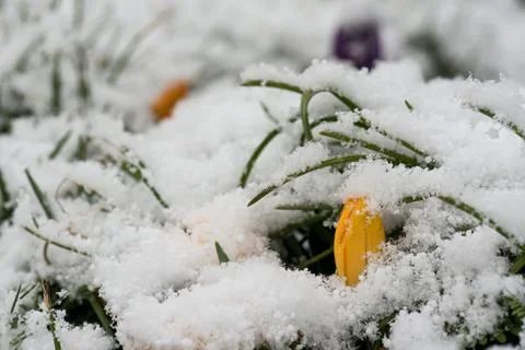 Yellow crocus with snow Stock Photos