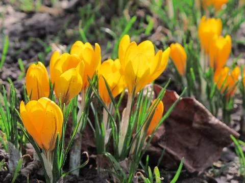 Yellow crocus, spring scene Stock Photos