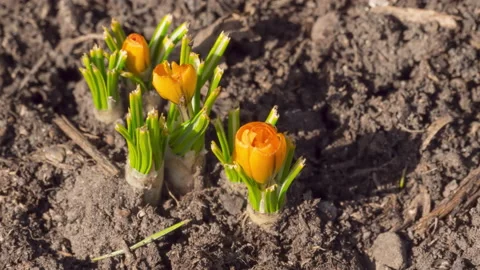 Yellow crocuses are blooming Stock Footage 201026667