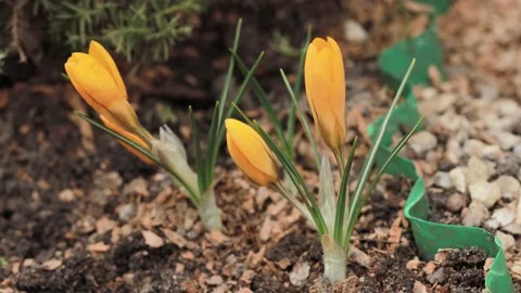Yellow crocuses with beautiful flowers Stock Footage