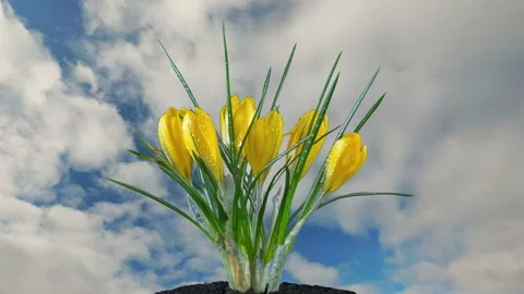Yellow crocuses bloom against a cloudy sky. Time lapse. Stock Footage 106506546