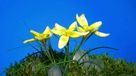Yellow crocuses bloom and blue background. Time lapse Stock Footage 79656929