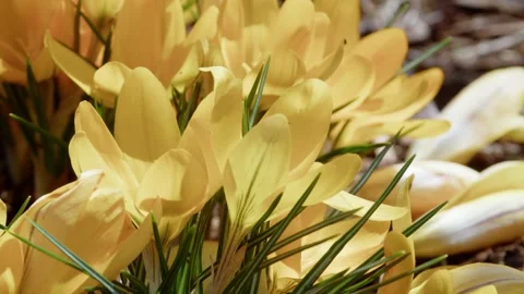 Yellow crocuses bloom in early spring in a Halifax park in Canada. Stock Footage 274405869