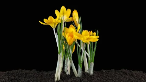  Yellow crocuses bloom in spring. Isolated on black background. Time lapse. Stock Footage 105169486