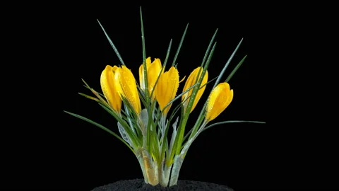 Yellow crocuses bloom in spring. Isolated on black background. Time lapse. Stock Footage 106016124