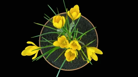 Yellow crocuses bloom in spring. View from above. Isolated on black background Vídeos de archivo 106077722