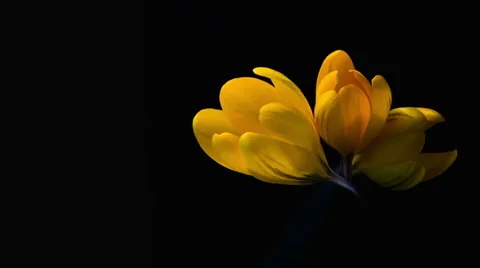 Yellow crocuses bloom. Time lapse in studio Stock Footage 36067130