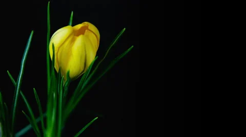 Yellow crocuses bloom. Time lapse Stock Footage 36067399