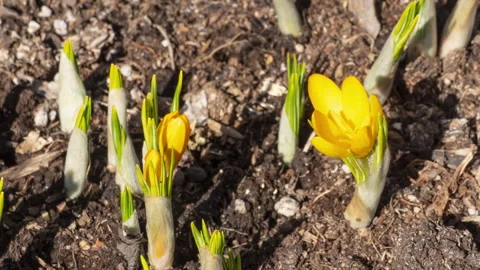 Yellow crocuses bloom, time lapse Stock Footage 277350623