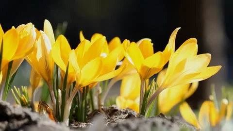 Yellow crocuses bloomed in the spring sunshine Stock Footage 127844061