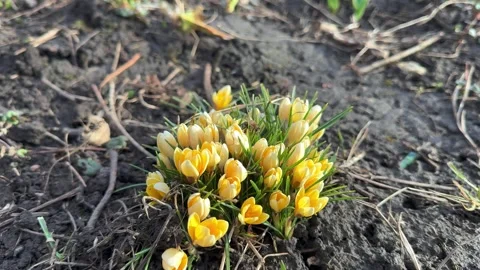 Yellow crocuses blooming in early spring Stock Footage 304092510