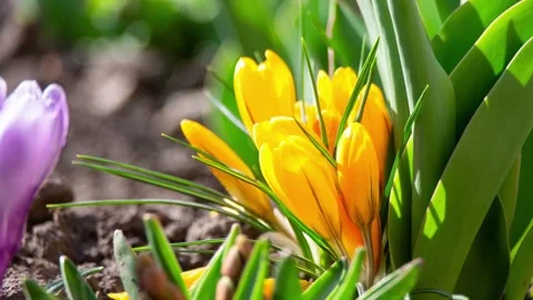 Yellow crocuses blooming in spring garden Stock Footage 301725621