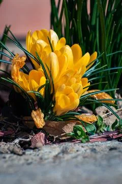 Yellow crocuses blooming in spring Stock Photos