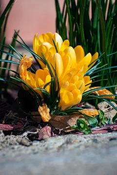Yellow crocuses blooming in spring Stock Photos