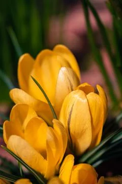 Yellow crocuses blooming in spring Stock Photos