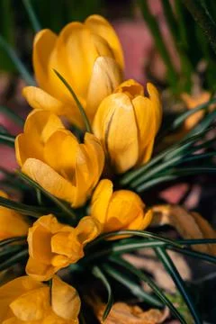 Yellow crocuses blooming in spring Stock Photos