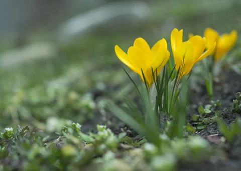 Yellow crocuses. Close-up. For background and advertising Stock Photos