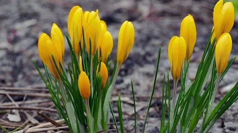 Yellow crocuses close-up, time of year spring, flowers. Stock Footage 186717549