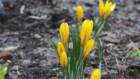 Yellow crocuses close-up, time of year spring, flowers. Stock Footage 186717762