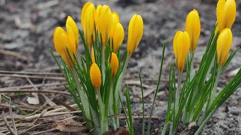 Yellow crocuses close-up, time of year spring, flowers. Stock Footage 186717881