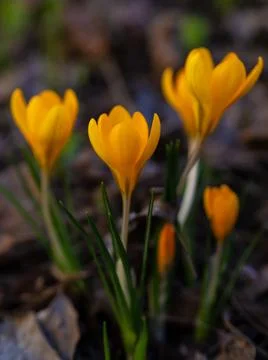 Yellow crocuses in the early spring at the cottage Stock Photos