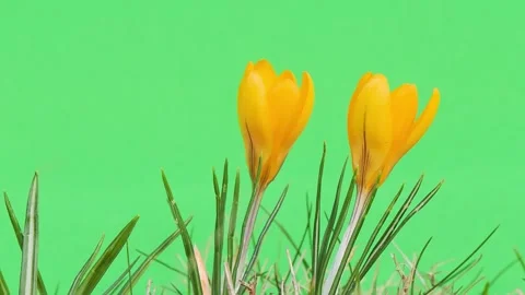 Yellow crocuses in early spring on a green screen Stock Footage 322612374