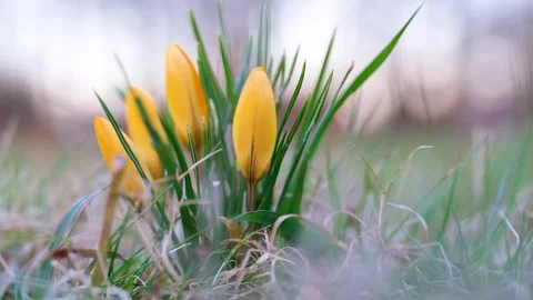 Yellow crocuses in early spring on a green screen Stock Footage 322619737