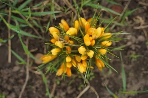 Yellow crocuses in the early spring Stock-Fotos