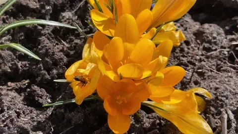 Yellow crocuses Stock Footage 179113990