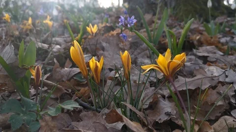 Yellow crocuses in the forest with snowdrops 4K Stock Footage 126936304