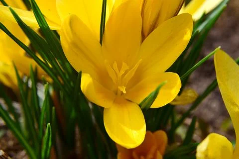 Yellow crocuses in full bloom close up growing on the brown ground in the par Stock Photos