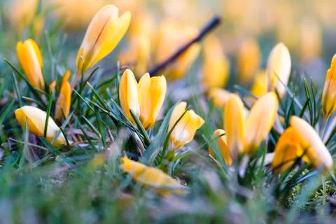 Yellow crocuses in the grass Stock Photos