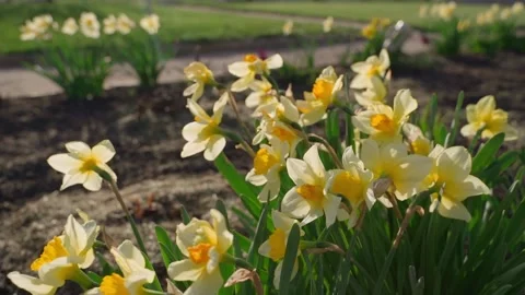 Yellow crocuses growing at sunset, smooth camera movement Stock Footage 310764779