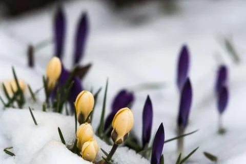Yellow crocuses in melting snow Stock Photos