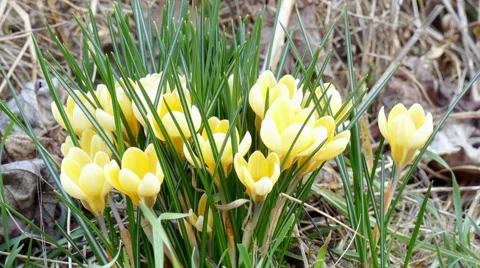Yellow crocuses in the park Stock Footage 47731362