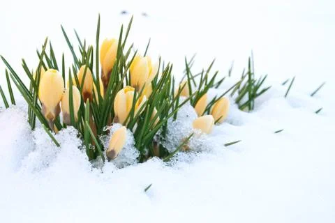 Yellow crocuses Stock Photos