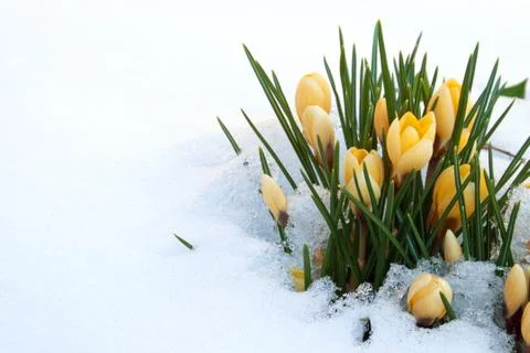 Yellow crocuses Stock Photos