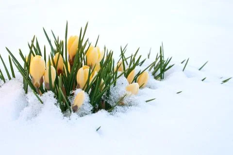 Yellow crocuses Stock Photos