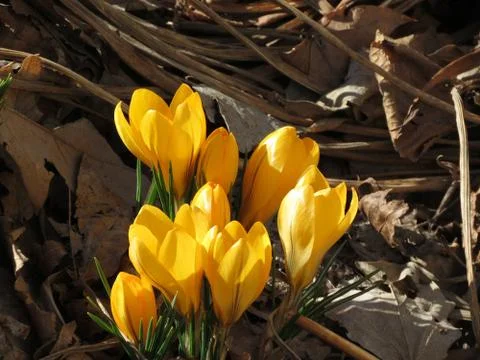 Yellow crocuses Stock Photos