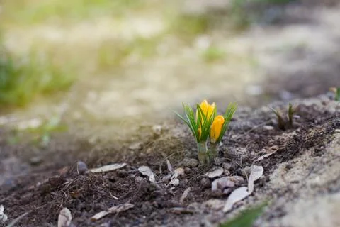 Yellow crocuses Stock Photos