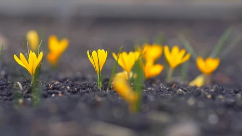 Yellow Crocuses shivering in the breeze Stock Footage 87691501