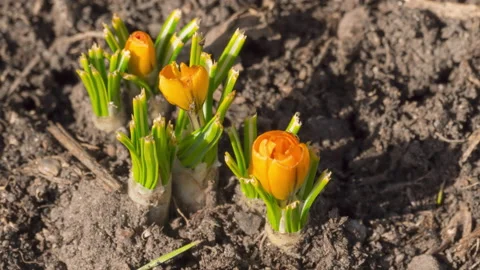 Yellow crocuses, spring concept Stock Footage 186780181