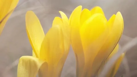 Yellow crocuses in the spring forest Stock Footage 237079515