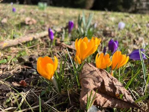 Yellow crocuses in the spring garden Stock Photos