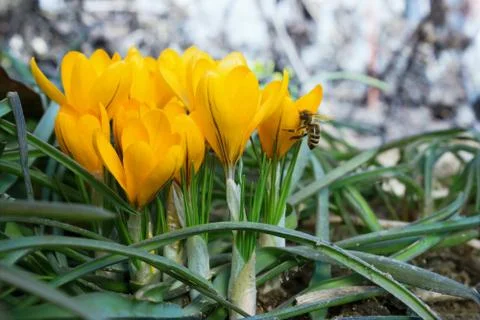 Yellow  crocuses in the spring Stock Photos