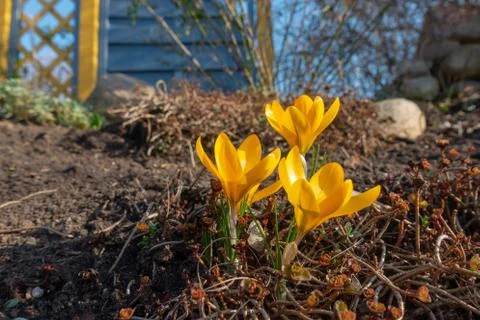 Yellow crocuses in spring Stock Photos